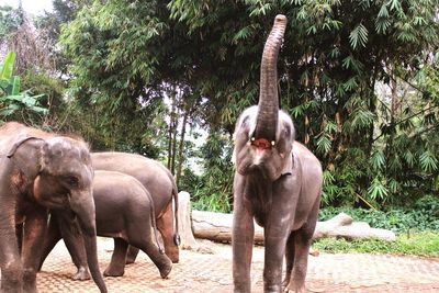 Elephant in a forest