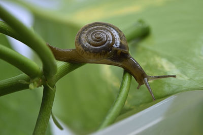 A closeup photograph of a snail on a plant.