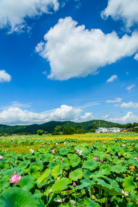 field