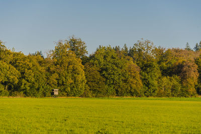 Scenic view of trees on field against clear sky