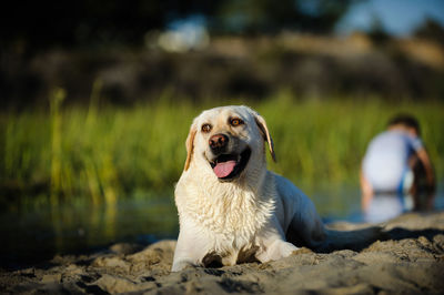 Dog looking away while sitting on field