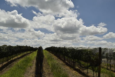 Scenic view of vineyard against sky