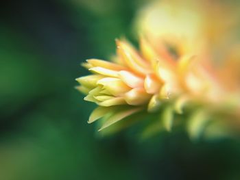 Close-up of yellow flower blooming outdoors