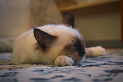 Close-up of cat resting on floor at home