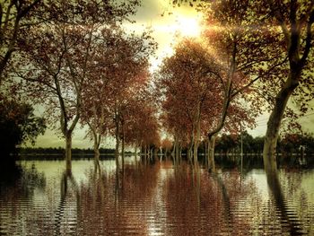 Sun shining through trees