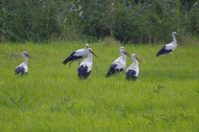 Birds perching on grassy field