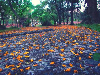 Surface level of fallen leaves