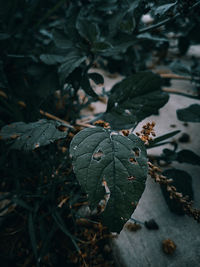 High angle view of leaves on land