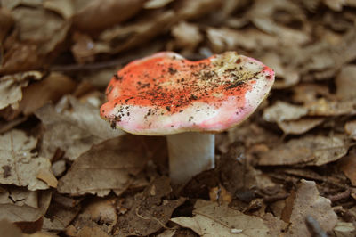 Close-up of mushroom on field