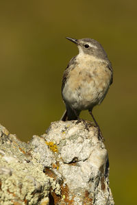 Close-up of bird perching on rock