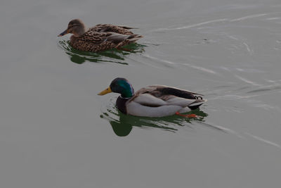 High angle view of ducks swimming in lake