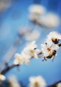 Close-up of flowers against blurred background