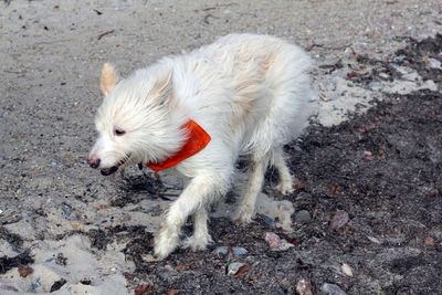 Close-up of dog