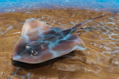 Close-up of fish swimming in sea