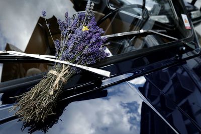 Close-up of purple flowering plants against sky