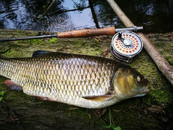 Close-up of fish