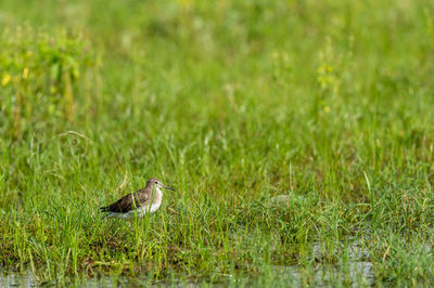 Side view of a bird on grass