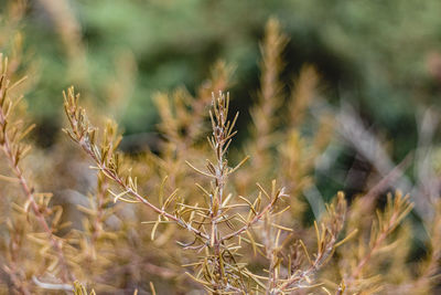 Close-up of crops on field