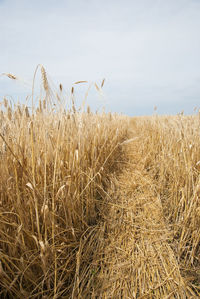 Idyllic shot of wheat field against sky