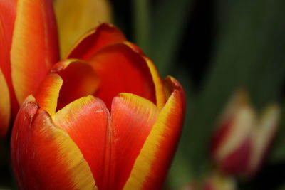 Close-up of red flowering plant