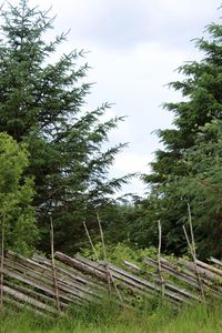 Scenic view of forest against sky