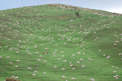 Flock of sheep grazing in a field