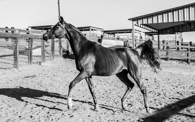 Horse on sand