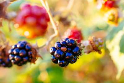 Close-up view of fruits