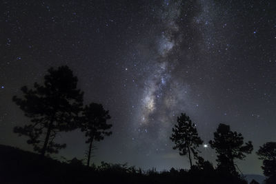Low angle view of silhouette trees against sky at night