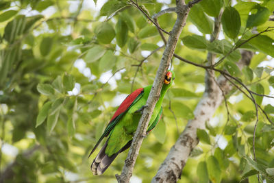 Low angle view of bird perching on tree