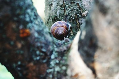 Close-up of snail