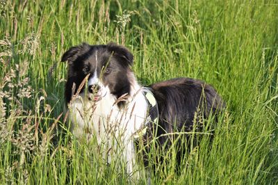 Black dog lying on grass