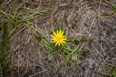 High angle view of yellow flowering plant on land
