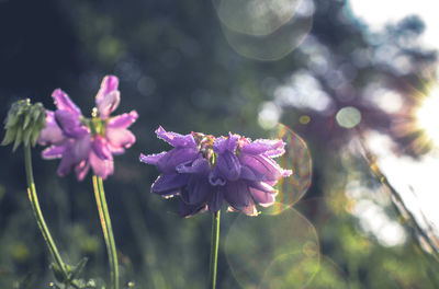 Close-up of pink flowering plant