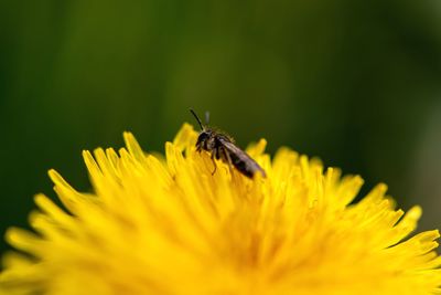 Close-up of insect on yellow flower