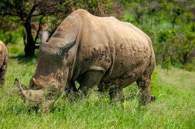 Elephant in a field