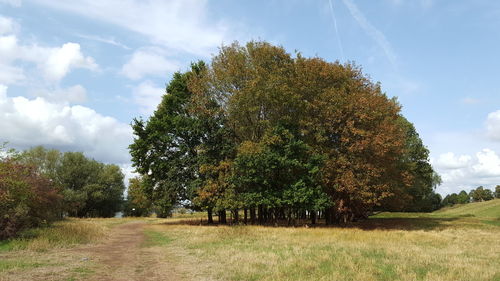 Trees on field against sky