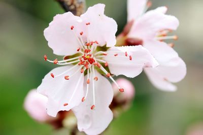 Close-up of white flowers