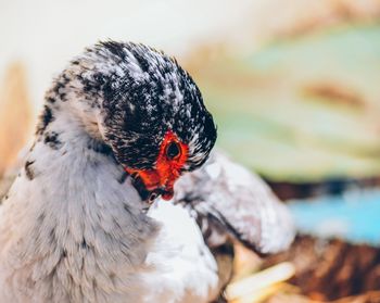 Close-up of muscovy duck preening