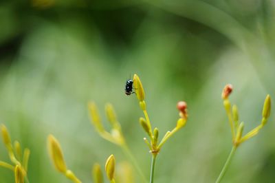 Close-up of ladybug on plant