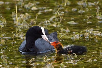 Close-up of coot and chick swimming in lake