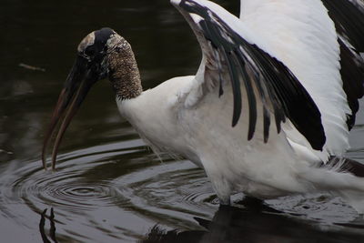 Wood stork in water wings spread