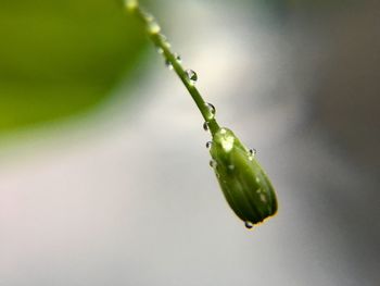 Close-up of wet plant