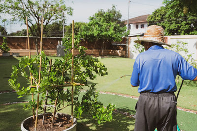 Senior farmer spray organic insecticide to lime tree in orchard