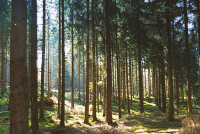 View of trees in forest