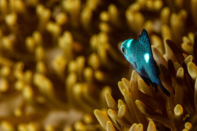 A blue fish rests on yellow soft coral 