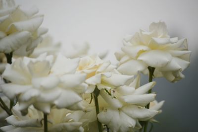 Close-up of white flowers