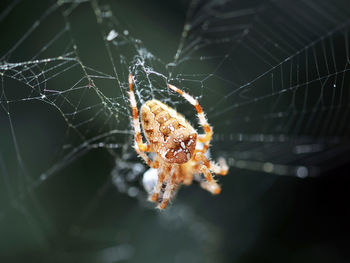 Close-up of spider on web