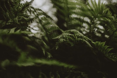 Close-up of pine tree leaves