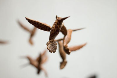 Close-up of flower